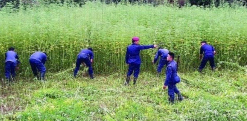 गाँजाखेतीको लागी योग्य जमिन खोज्दै सरकार