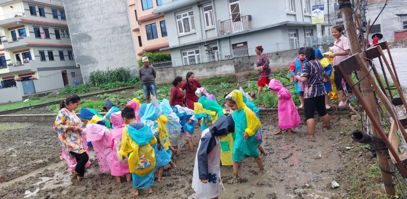 सहरका बालबालिकाको धान रोपाइँ