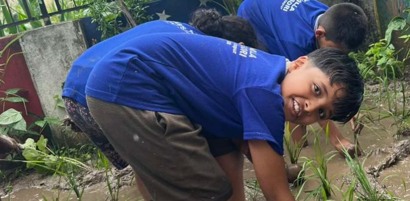 विद्यालय परिसर भित्रै विद्यार्थीको धान रोपाइँ ।