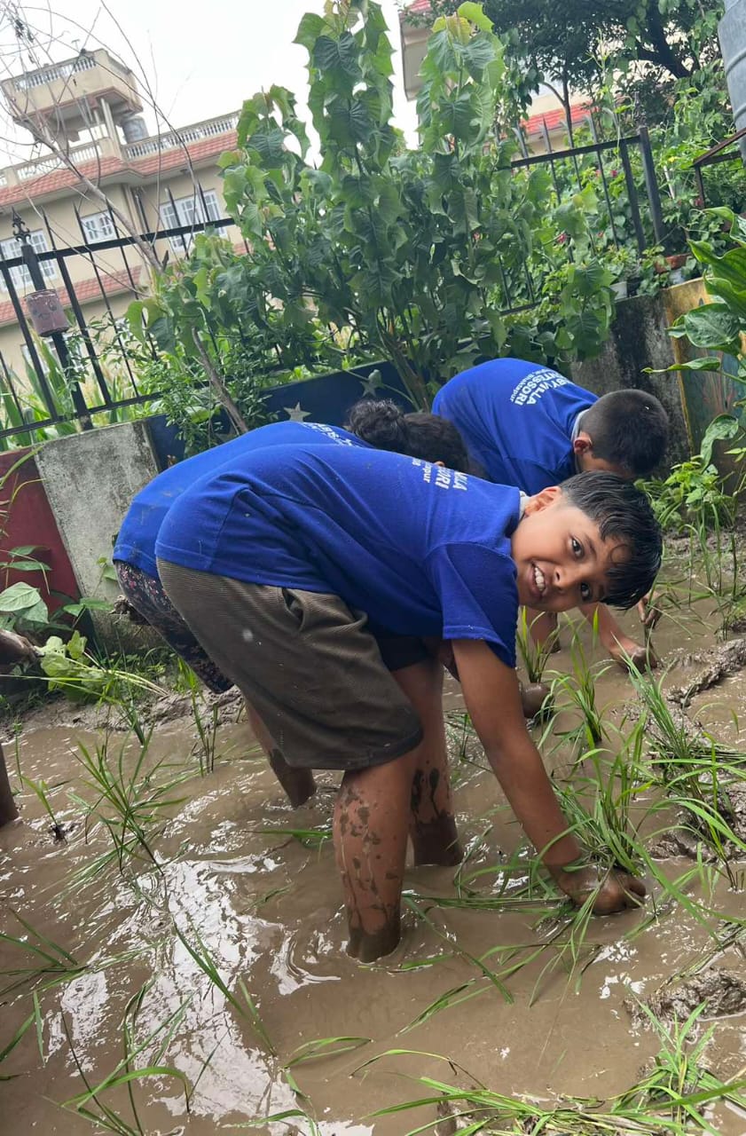 विद्यालय परिसर भित्रै विद्यार्थीको धान रोपाइँ ।