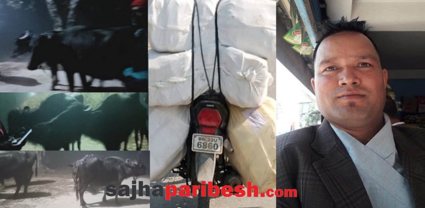 सशस्त्र प्रहरी निरीक्षक प्रकाश थापाको मिलोमतोमा कपडा र राँंगाभैंसी तस्करी