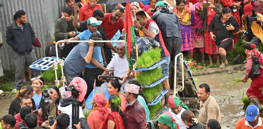 केपी ओली धान रोप्दै
