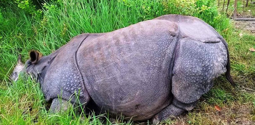 चितवनमा एक वर्षमा एघार गैँडा मरे