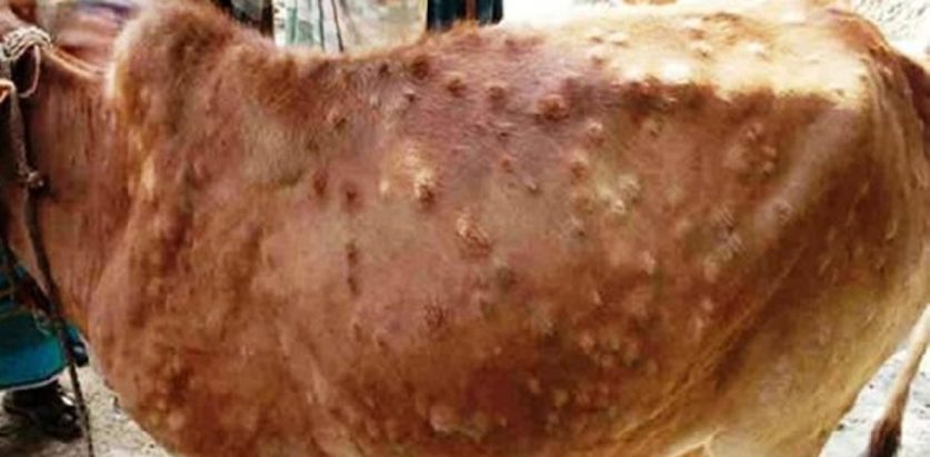 लम्पी स्कीनबाट आठ हजार पशुचौपाया सङ्क्रमित