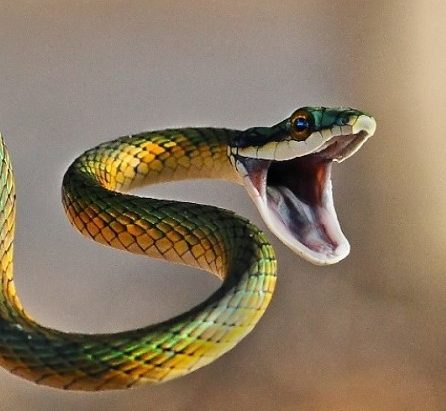 सर्पले डसेर उपचारकै क्रममा निधन