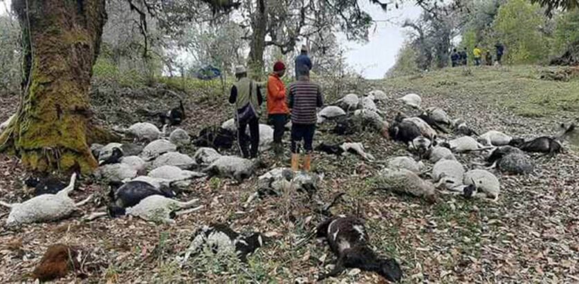 चट्याङले ४५ भेडा मार्यो