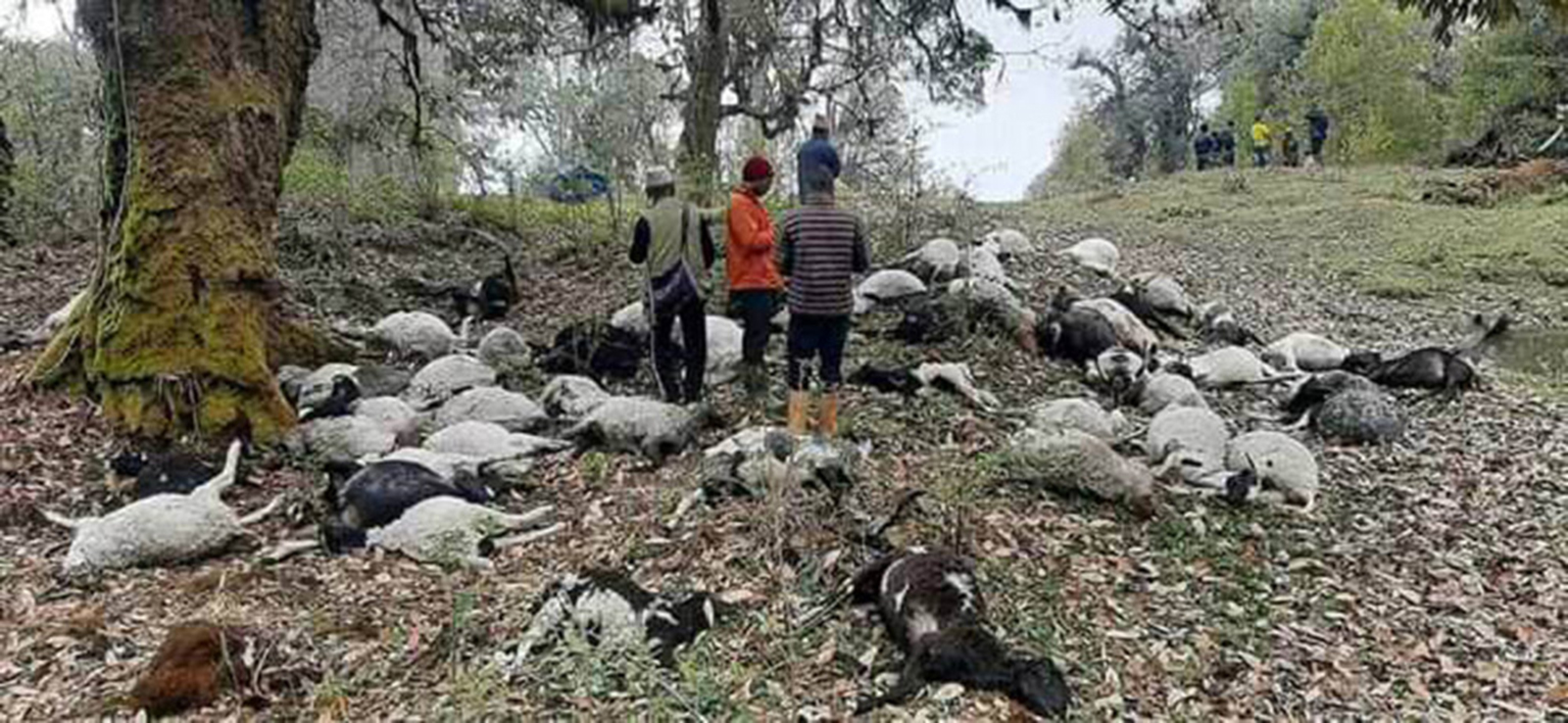 चट्याङले ४५ भेडा मार्यो