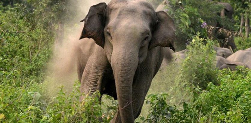 झापाको हल्दिबारीमा  जंगली हात्तीको आक्रमणबाट एकजनाको मृत्यु