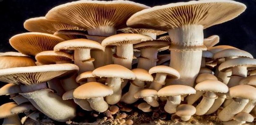 च्याउ खाँदा ११ जना बिरामी