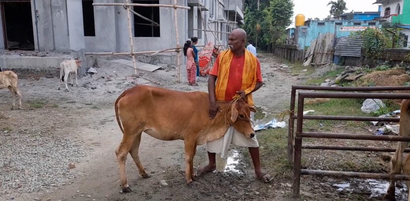 लम्पी स्किन सुनसरीमा पनि तीब्र रुपामा बढ्दै
