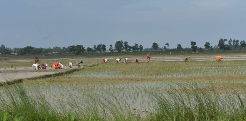असारले किसानलाई भ्याईनभ्याई