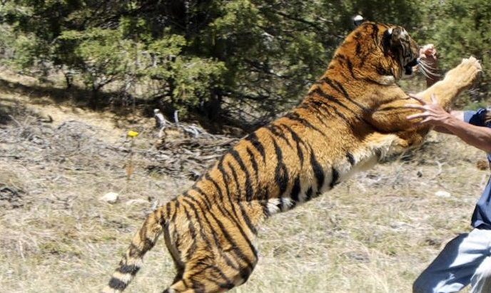 बाघको आक्रमणबाट बालकको मृत्यु