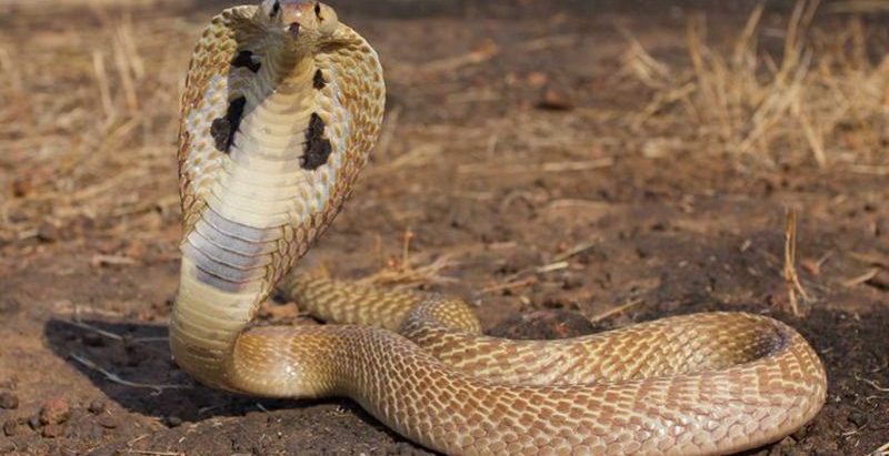 सर्पले डसेर ४ जनाको ज्यान गयो