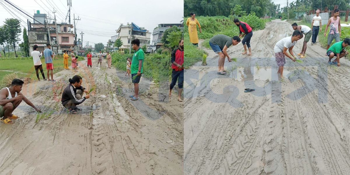 हर्कलाल मार्गमा स्थानीयले बिरोध रुवरुप चोकमै रोपे धान