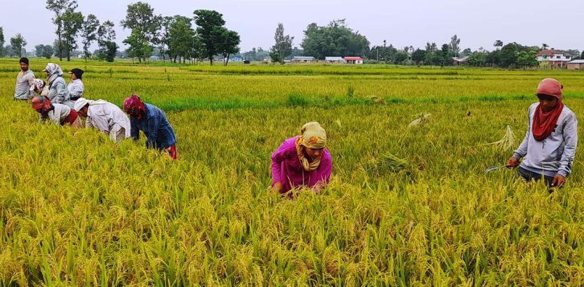 कृषिलाई प्राथमिकता दिई लगानी गर्नुपर्छ : प्रधानमन्त्री