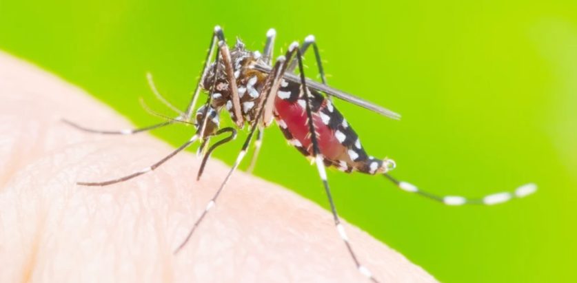 डेंगी संक्रमण बढेर ७० जिल्लामा फैलियो 