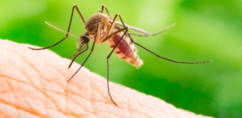 डेङ्गु विरुद्धको अभियान सञ्चालन गर्न पुनःआग्रह