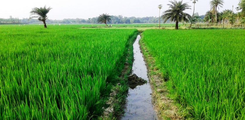 खेतमा करेन्ट लागेर मृत्यु