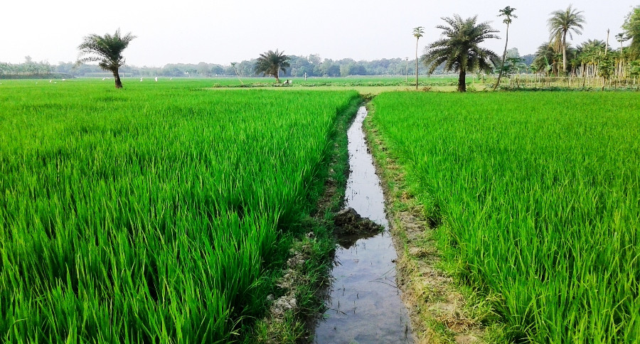 खेतमा करेन्ट लागेर मृत्यु