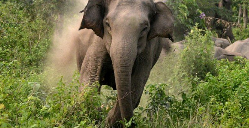 हात्तीले दैनिक घर भत्काउँदा चिसोमा रात कटाउन बाध्य