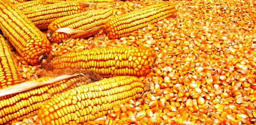 नेपाल भित्रियो १७ अर्ब बढीको मकै