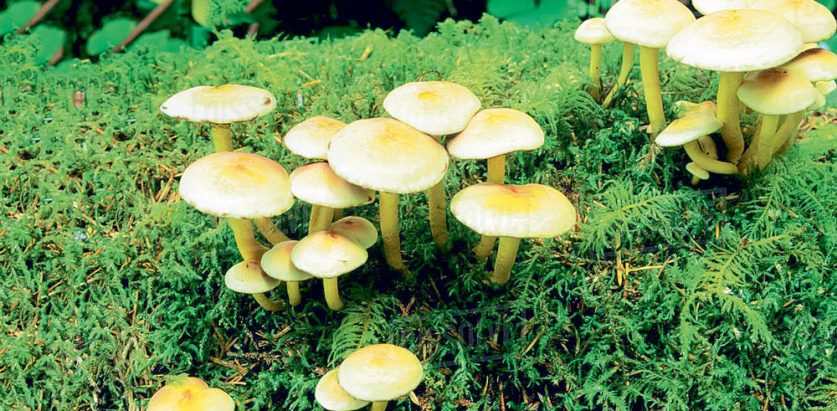 च्याउ खाँदा २ जनाको ज्यान गयो