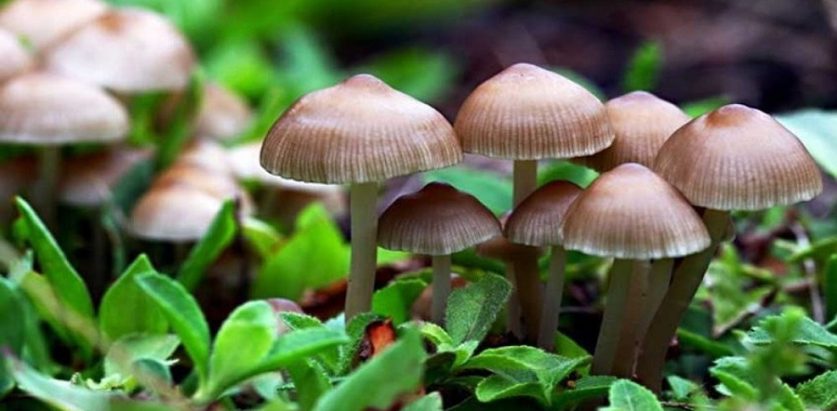 च्याउ खाँदा एकै परिवार ३ जनाको मृत्यु