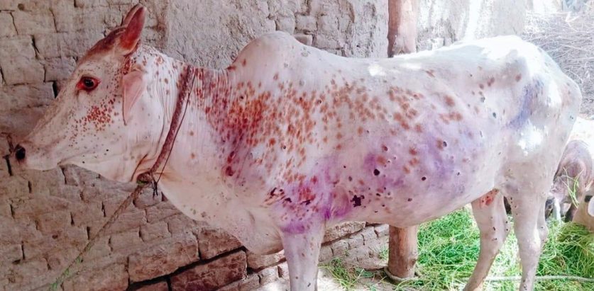 लम्पी स्किनले एउटै जिल्लामा तीन करोड क्षति