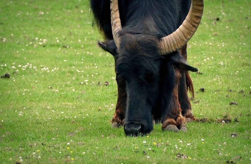 भैंसीले स्कुलभित्र तहल्का मच्चाएपछि…..