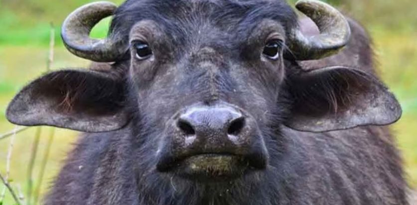 भैंसी समाउन सकिएन आक्रमण गर्न सक्ने डरले सबै आतंकित