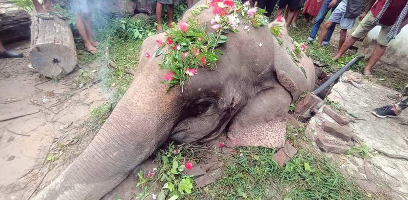 सेप्टिक ट्याङ्कीभित्र हात्ती पसेपछि…….