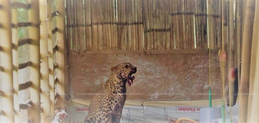 बस्तीमा छिरेको चितुवाले कीर्तिपुर हल्लायो