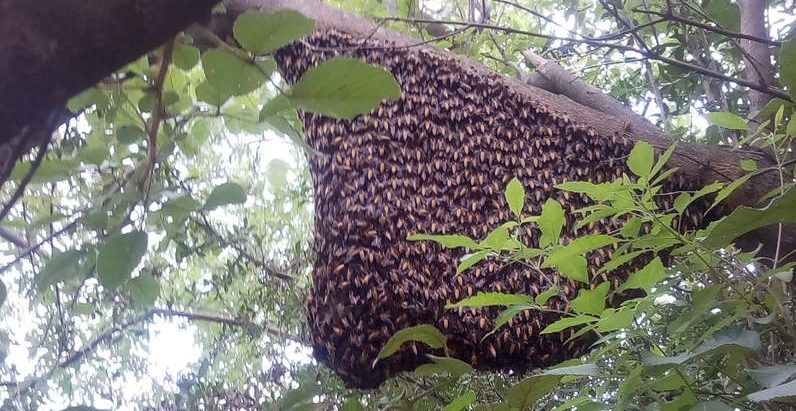 गुल्मीमा अरिङ्गालले मान्छे मार्यो