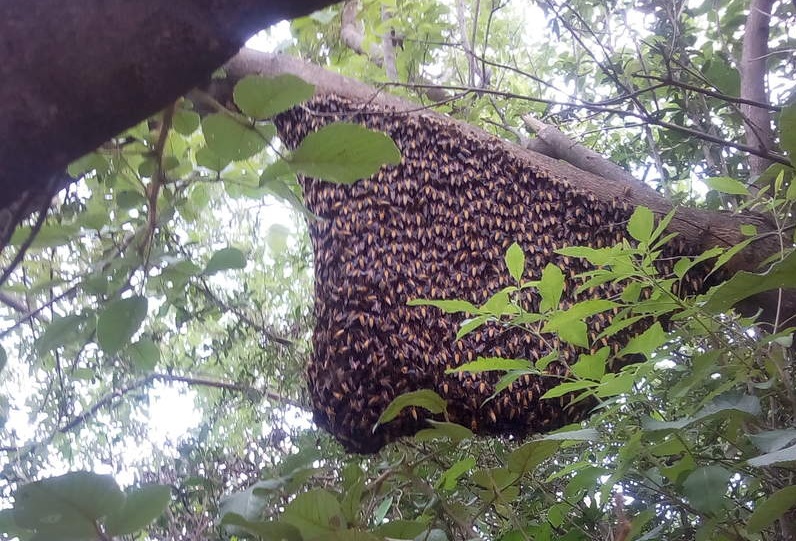 गुल्मीमा अरिङ्गालले मान्छे मार्यो