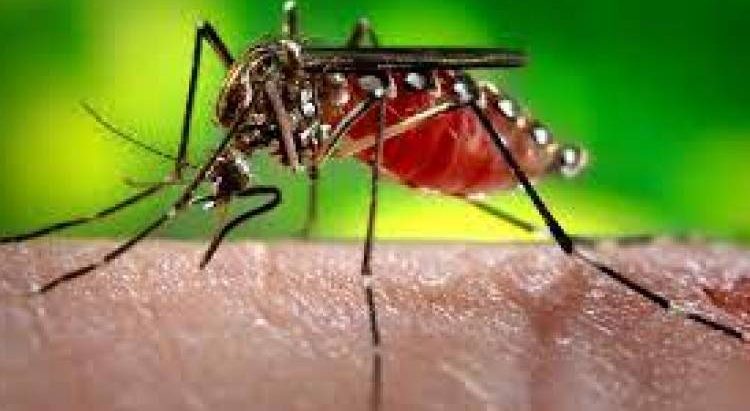 चितवनमा डेङ्गुले १ जनाको ज्यान लग्यो