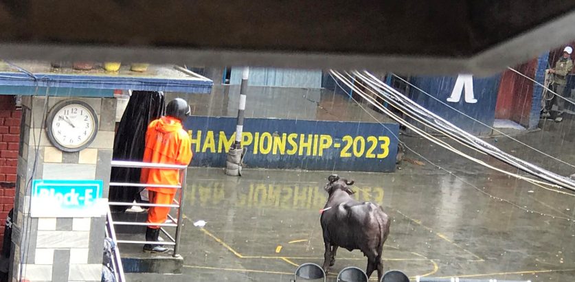 स्कुलभित्र छिरेको भैंसीले बाघको रुप लियो 