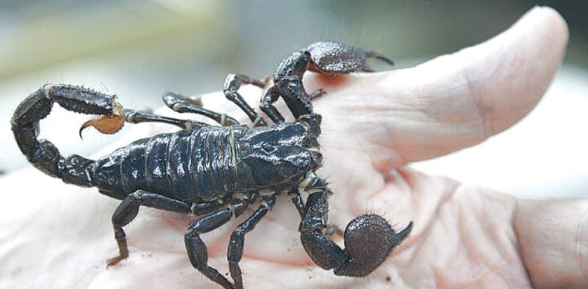 गोप्य अङ्गमा बिच्छीले टोकेपछि विष फैलिने डरले अङ्ग नै काटेको खुलाशा