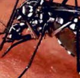 दाङमा डेङ्गु सङ्क्रमणबाट मृत्यु