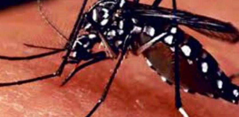 डेंगीले दैनिक १४ सय संक्रमित थपिँदै