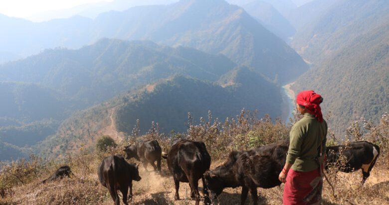 गाई चराउन गएका महिलाहरुलाई कुटपिट गरी लुटपाट