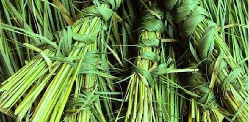 आज कुशे औंशी, घर घरमा कुश भित्राईदैँ