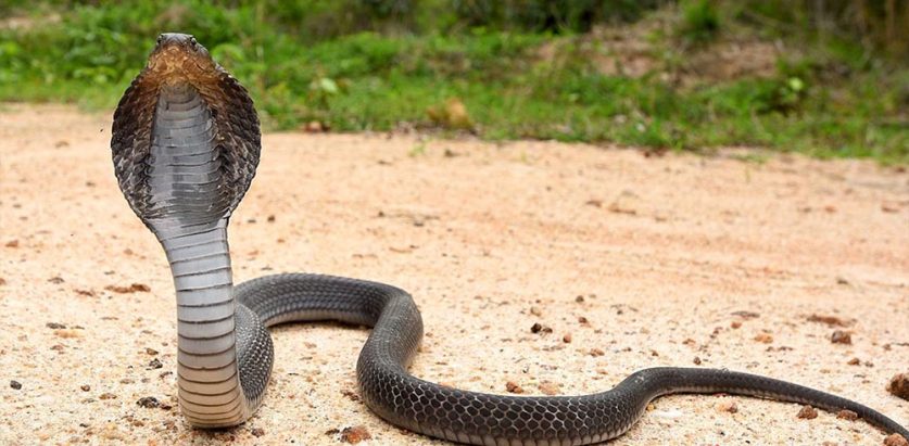 विषालु सर्पले टोकेर सिन्धुलीमा १ जनाको मृत्यु