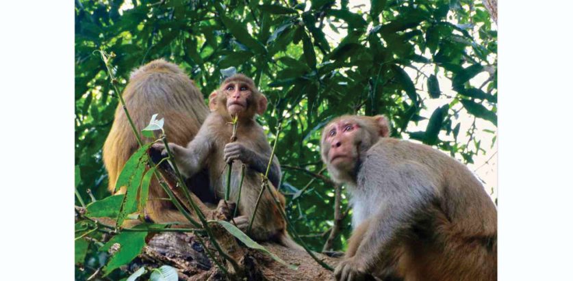 खेतीपाती जोगाउन बाँदरको लागि वनमा फलफूल खेती