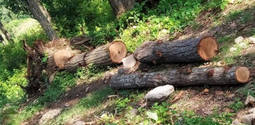 वन फँडानीमा आबद्द वडाध्यक्षसहित ४ जना पक्राउ