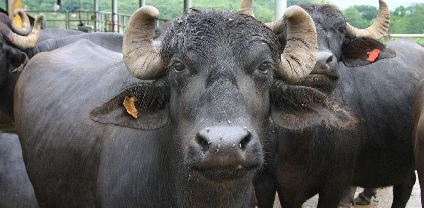 भैंसीको मासु नेपालबाट चीन निर्यातको लागि स्वीकृति दिइयो