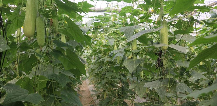 काँक्रो खेतीबाट वार्षिक पाँच लाख आम्दानी गर्दै