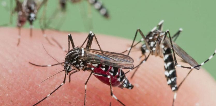 डेंगी संक्रमितको संख्या लगभग ३१ हजार नाघ्यो