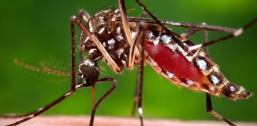 कोशी प्रदेशमा २० हजार नाघ्यो डेंगु सङ्क्रमितको सख्या