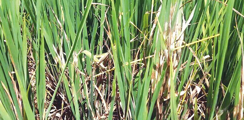 किराको सङ्क्रमणले धानबाली सखाप