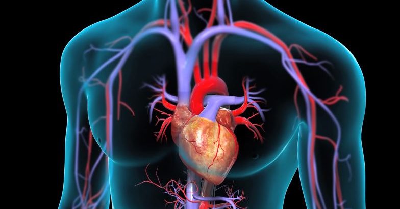 आज विश्व मुटु दिवस : मुटुरोगीको सङ्ख्या दिन प्रतिदिन बढ्दै